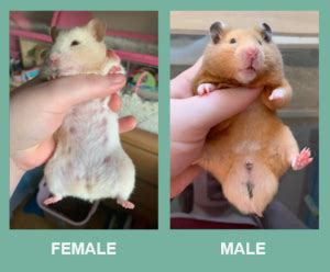 hamster penis|Hamster Anatomy & Body Parts: Healthy vs Problem